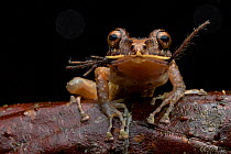Labiated rainfrog (Pristimantis labiosus) feeding on spider prey, Mashpi, Pichincha, Ecuador