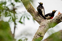 Yellow-tufted woodpeckers (Melanerpes cruentatus) male and female in the Amazonian canopy. Yasuni National Park, Orellana, Ecuador