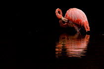 Galapagos flamingo (Phoenicopterus ruber glyphorhynchus) Isabela Island, Galapagos Islands.