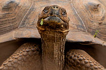 Sierra Negra giant tortoise (Chelonoidis guntheri) Isabela Island, Galapagos Islands.