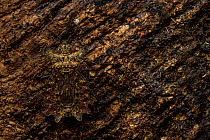 Stink bug (Pentatomidae) camouflage on a trunk&#39;s bark. Yasuni National Park, Orellana, Ecuador