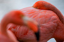 Galapagos flamingos (Phoenicopterus ruber glyphorhynchus) Isabela Island, Galapagos Islands.