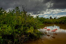 Galapagos Flamingos (Phoenicopterus ruber glyphorhynchus) Isabela Island, Galapagos Islands.