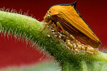 Treehopper (Alchisme onorei) with eggs Papallacta, Napo, Ecuador
