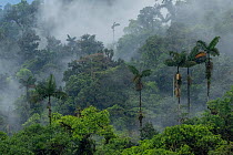 Cloudforest landscape in the Ecuadorian Choco Mashpi, Pichincha, Ecuador