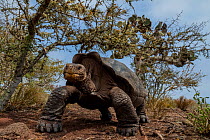 Pinzon Giant-Tortoise (Chelonoidis duncanensis) Pinzon or Duncan Island, Galapagos Islands.