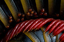Amazonian millipede with parasites. Sumaco National Park, Napo, Ecuador