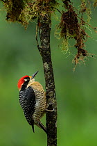 Black-Cheeked Woodpecker (Melanerpes pucherani) Mashpi, Pichincha, Ecuador