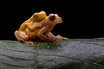 Minute Clownfrogs (Dendropsophus minutus) mating, Sumaco National Park, Napo, Ecuador