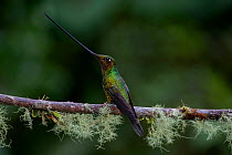 Sword-Billed Hummingbird (Ensifera ensifera) Guango, Napo, Ecuador