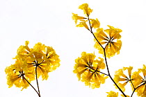 Araguaney / Yellow Ipe / Guayacan tree (Tabebuia chrysantha) flowers, Mangahurco, Loja, southern Ecuador