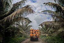 Palm oil crops and deforestation in the Ecuadorian Choco Esmeraldas, Ecuador