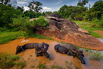 Water Buffalo (Bubalus bubalis) Yala National Park, Southern Province, Sri Lanka