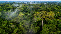 Ceiba or Kapok (Ceiba pentandra) tree in the Amazon Basin. Yasuni National Park, Orellana, Ecuador