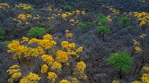 Yellow Ipe trees (Tabebuia chrysantha) blooming in South Ecuador. Mangahurco, Loja, Ecuador,