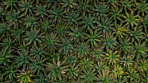 Palm oil crops in the Ecuadorian Choco, Esmeraldas, Ecuador
