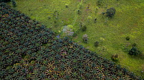 Palm oil crops and deforestation in the Ecuadorian Choco Esmeraldas, Ecuador
