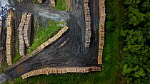Aerial view of cut tree trunks in deforested Ecuadorian Choco, Esmeraldas, Ecuador. 25 tree species, many of them threatened, are involved.