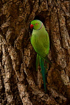 Rose-ringed parakeet (Psittacula krameri) Yala National Park, Southern Province, Sri Lanka
