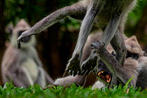 A group of Tufted Gray Langurs (Semnopithecus priam) fighting, Yala National Park, Southern Province, Sri Lanka