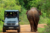 Sri Lankan elephant (Elephas maximus maximus) walking past tourist jeep with tourists, Yala National Park, Southern Province, Sri Lanka