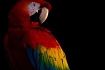 Scarlet macaw (Ara macao) Tambopata National Reserve, Madre de Dios, Peru.