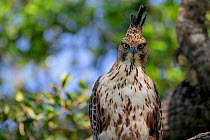 Crested hawk-eagle (Nisaetus cirrhatus) Yala National Park, Southern Province, Sri Lanka
