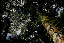 View into rainforest canopy. Tambopata National Reserve, Madre de Dios, Peru.