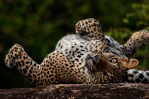 Sri Lankan leopard (Panthera pardus kotiya) rolling on its back, Yala National Park, Sri Lanka