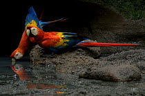Scarlet macaws (Ara macao) drinking water inside an Amazonian claylick. Yasuni National Park, Orellana, Ecuador