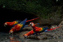 Scarlet Macaws (Ara macao) drinking water inside an Amazonian claylick. Yasuni National Park, Orellana, Ecuador
