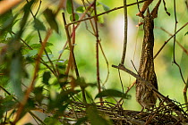 Zigzag Heron (Zebrilus undulatus) camouflaged in branches while nesting. Yasuni National Park, Ecuador