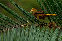 Russet-backed oropendola (Psarocolius angustifrons) building a nest. Tambopata National Reserve, Madre de Dios, Peru.