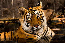 Bengal tiger (Panthera tigris) cooling down in waterhole, portrait. Ranthambore National Park, India.
