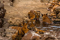 Bengal tiger (Panthera tigris) female and cubs cooling down in waterhole. Ranthambore National Park, India.