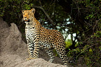Leopard (Panthera pardus) standing on rock. Okavango Delta, Botswana.