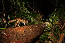 Leopard cat (Prionailurus bengalensis) walking along fallen tree trunk at night. Camera trap image. Dampa Tiger Reserve, India.