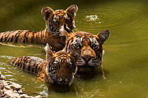 Bengal tiger (Panthera tigris) female and cubs swimming in pond. Ranthambore National Park, India.