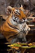 Bengal tiger (Panthera tigris) submerged in water. Ranthambore National Park, India.
