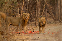 Asiatic lion (Panthera leo persica), two males standing amongst petals at side of track. Gir National Park, Gujarat, India. Photo Phillip Ross/Felis Images