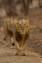 Asiatic lion (Panthera leo persica), two males walking one behind the other. Gir National Park, Gujarat, India. Photo Phillip Ross/Felis Images