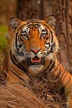 Bengal tiger (Panthera tigris), portrait. Bandhavgarh National Park, India. Photo Phillip Ross/Felis Images