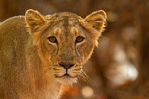Asiatic lion (Panthera leo persica) lioness, portrait. Gir National Park, Gujarat, India. Photo Phillip Ross/Felis Images