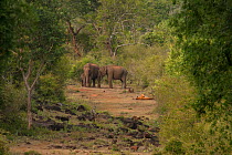 Bengal tiger (Panthera tigris) rolling on ground, looking at Asian elephant (Elephas maximus) herd. In forest clearing along with Peacock. Mudumalai National Park, Tamil Nadu, India. Photo Phillip Ros...