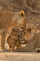 Asiatic lion (Panthera leo persica), two females and two cubs. Gir National Park, Gujarat, India. Photo Phillip Ross/Felis Images