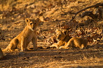 Asiatic lion (Panthera leo persica), two cubs in morning light. Gir National Park, Gujarat, India. Photo Phillip Ross/Felis Images