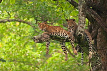 Indian leopard (Panthera pardus fusca), two resting in tree, legs dangling down. Nagarhole National Park, India. Photo Phillip Ross/Felis Images