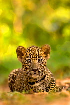 Indian leopard (Panthera pardus fusca) cub, portrait. Nagarhole National Park, India. Photo Phillip Ross/Felis Images