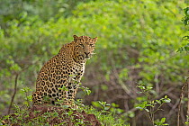 Indian leopard (Panthera pardus fusca) sitting on mound. Nagarhole National Park, India. Photo Phillip Ross/Felis Images
