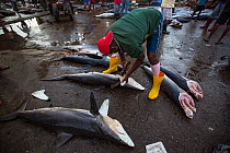 Fisherman removing Shark (Elasmobranchii) pectoral fins. Negombo Fish Market, Sri Lanka. 2017. Photo Vydhehi Kadur/Felis Images